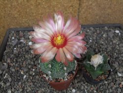 Astrophytum capricorne X red flower akabana 7 cm květináč - 12414601