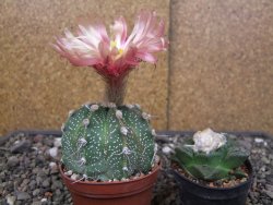 Astrophytum capricorne X red flower akabana 7 cm květináč - 12414602