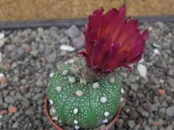 Astrophytum asterias X red flower akabana 5,5 cm květináč