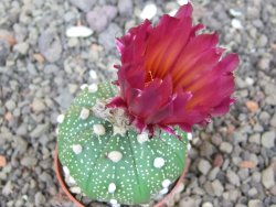 Astrophytum asterias X red flower akabana 5,5 cm květináč - 12414606