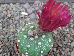 Astrophytum asterias X red flower akabana 5,5 cm květináč - 12414607