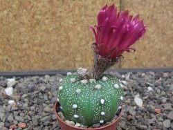 Astrophytum asterias X red flower akabana 5,5 cm květináč - 12414608