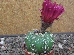 Astrophytum asterias X red flower akabana 5,5 cm květináč - 12414609