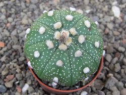 Astrophytum asterias X red flower akabana 5,5 cm květináč - 12414610