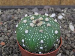 Astrophytum asterias X red flower akabana 5,5 cm květináč - 12414611