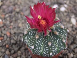 Astrophytum capricorne X red flower akabana 5,5 cm květináč
