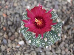 Astrophytum capricorne X red flower akabana 5,5 cm květináč - 12414613