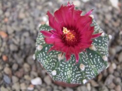 Astrophytum capricorne X red flower akabana 5,5 cm květináč - 12414614