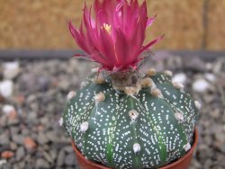 Astrophytum capricorne X red flower akabana 5,5 cm květináč - 12414615