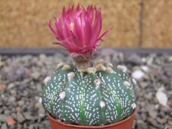 Astrophytum capricorne X red flower akabana 5,5 cm květináč - 12414616