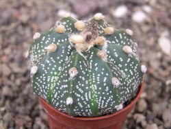 Astrophytum capricorne X red flower akabana 5,5 cm květináč - 12414617