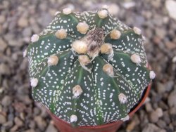 Astrophytum capricorne X red flower akabana 5,5 cm květináč - 12414618