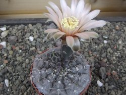 Gymnocalycium berchtii Chaňares, San Luis, pot 6,5 cm