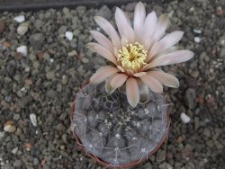 Gymnocalycium berchtii Chaňares, San Luis, pot 6,5 cm - 12414620