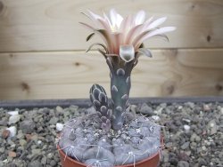Gymnocalycium berchtii Chaňares, San Luis, pot 6,5 cm - 12414621