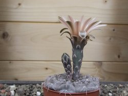 Gymnocalycium berchtii Chaňares, San Luis, pot 6,5 cm - 12414622