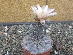 Gymnocalycium berchtii Chaňares, San Luis, pot 6,5 cm - 12414623