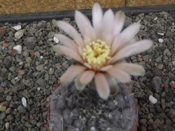 Gymnocalycium berchtii Chaňares, San Luis, pot 6,5 cm - 12414624