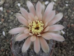 Gymnocalycium berchtii Chaňares, San Luis, pot 6,5 cm - 12414625