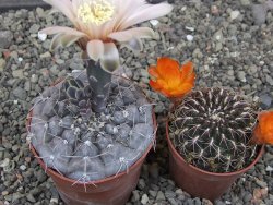Gymnocalycium berchtii Chaňares, San Luis, pot 6,5 cm - 12414626