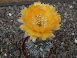 Acanthocalycium glaucum pot 5,5 cm - 12414639