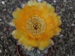 Acanthocalycium glaucum pot 5,5 cm - 12414640