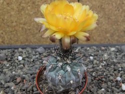 Acanthocalycium glaucum pot 5,5 cm - 12414641