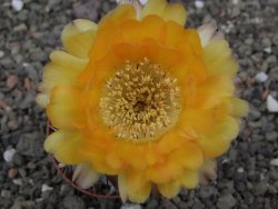 Acanthocalycium glaucum pot 5,5 cm