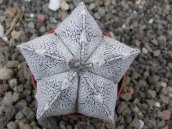 Astrophytum coahuilense snow (Super coahuilense) 5,5 cm květináč
