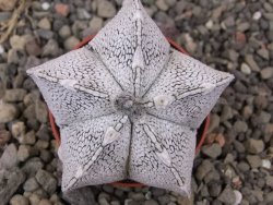 Astrophytum coahuilense snow (Super coahuilense) 5,5 cm květináč - 12414644