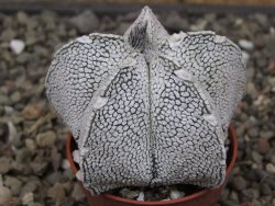 Astrophytum coahuilense snow (Super coahuilense) 5,5 cm květináč - 12414645