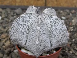 Astrophytum coahuilense snow (Super coahuilense) 5,5 cm květináč - 12414646