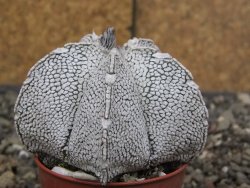 Astrophytum coahuilense snow (Super coahuilense) 5,5 cm květináč - 12414647