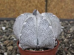Astrophytum coahuilense snow (Super coahuilense) 5,5 cm květináč - 12414648