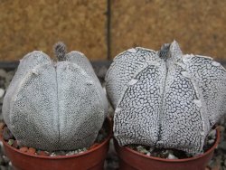 Astrophytum coahuilense snow (Super coahuilense) 5,5 cm květináč - 12414649