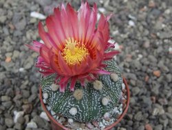 Astrophytum asterias X red flower akabana červený květ, 5,5 cm květináč