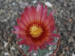 Astrophytum asterias X red flower akabana červený květ, 5,5 cm květináč - 12414687