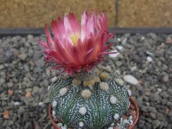 Astrophytum asterias X red flower akabana červený květ, 5,5 cm květináč - 12414688