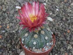 Astrophytum asterias X red flower akabana červený květ, 5,5 cm květináč - 12414689