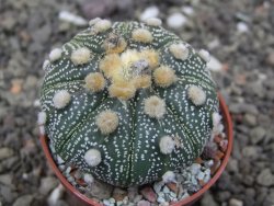 Astrophytum asterias X red flower akabana červený květ, 5,5 cm květináč - 12414690