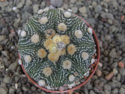 Astrophytum asterias X red flower akabana červený květ, 5,5 cm květináč - 12414691