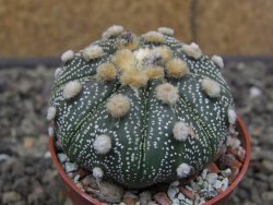 Astrophytum asterias X red flower akabana červený květ, 5,5 cm květináč - 12414692