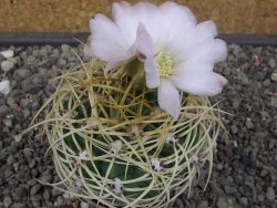 Gymnocalycium monvillei JS 169 květináč 7 cm XL
