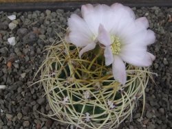 Gymnocalycium monvillei JS 169 květináč 7 cm XL - 12414701