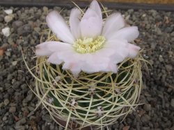 Gymnocalycium monvillei JS 169 květináč 7 cm XL - 12414702