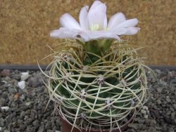 Gymnocalycium monvillei JS 169 květináč 7 cm XL - 12414703