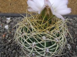 Gymnocalycium monvillei JS 169 květináč 7 cm XL - 12414704