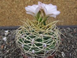 Gymnocalycium monvillei JS 169 květináč 7 cm XL - 12414705