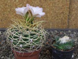 Gymnocalycium monvillei JS 169 květináč 7 cm XL - 12414706