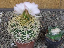 Gymnocalycium monvillei JS 169 květináč 7 cm XL - 12414707
